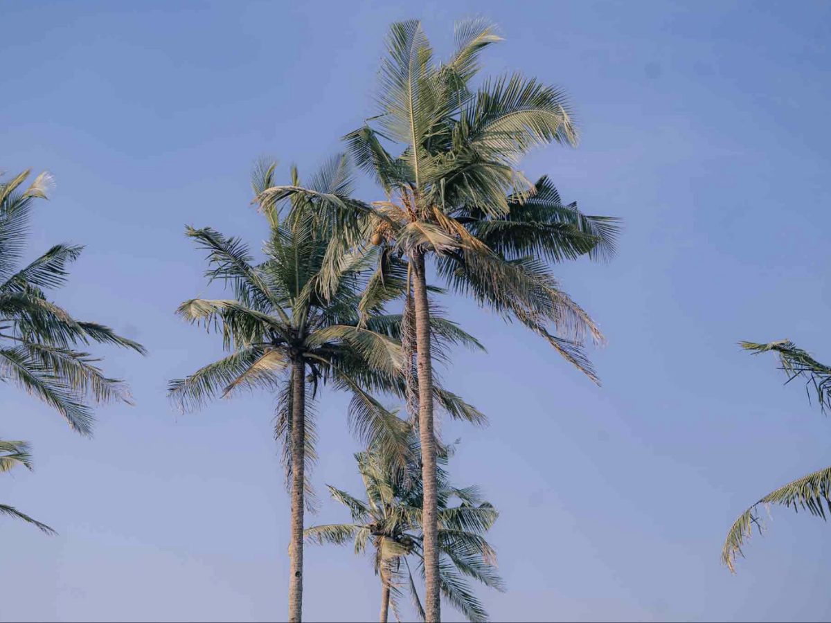 Colva Beach vs Majorda Beach